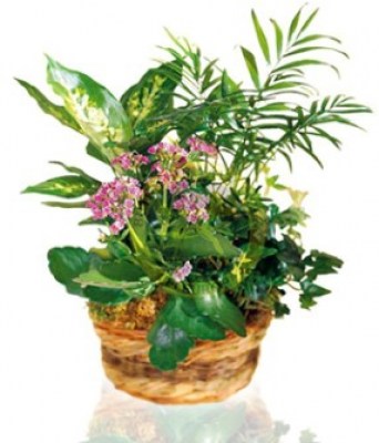 interflora_product_4234